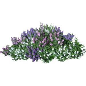 Bushes PNG image-7200